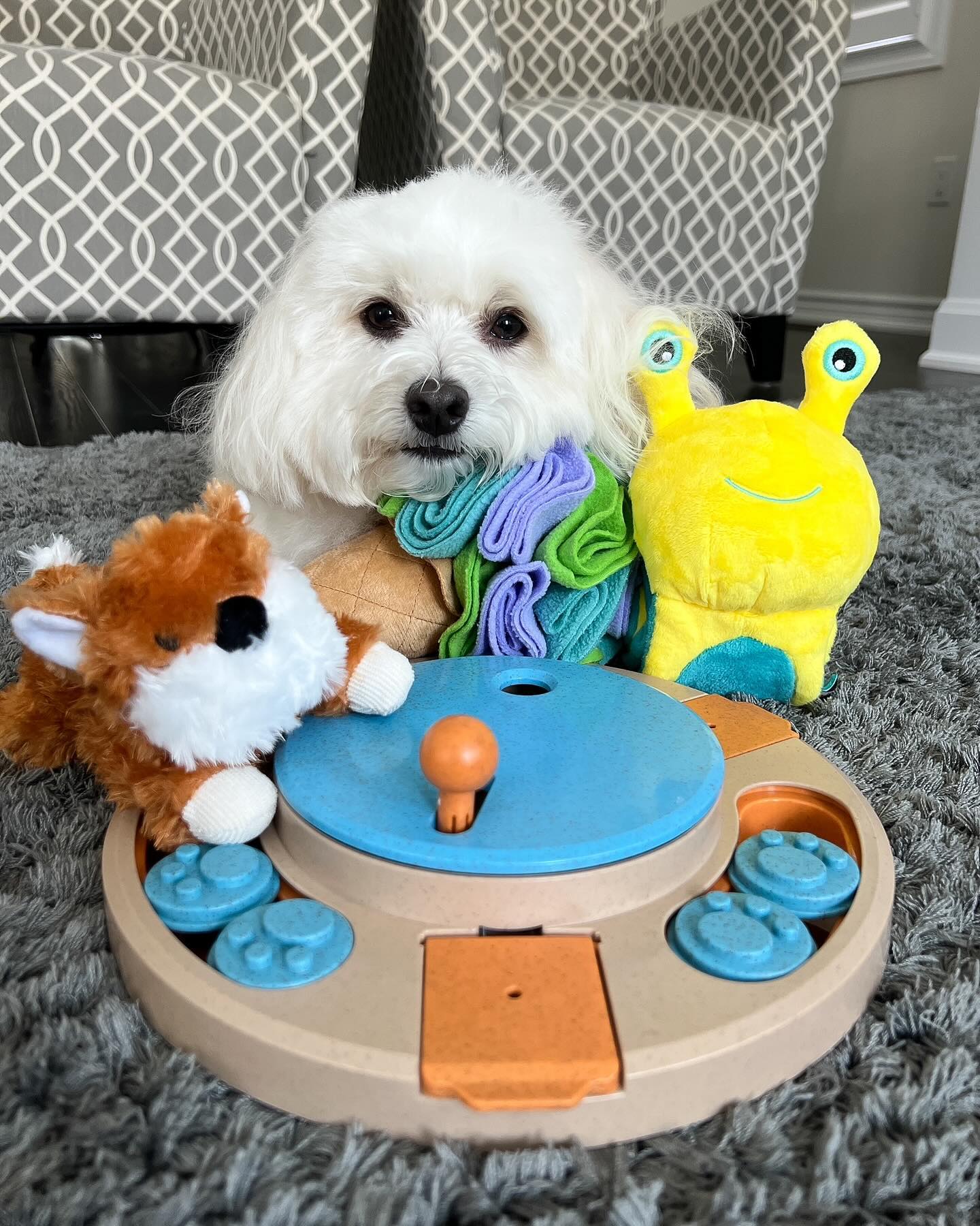 Dog Pet Toys