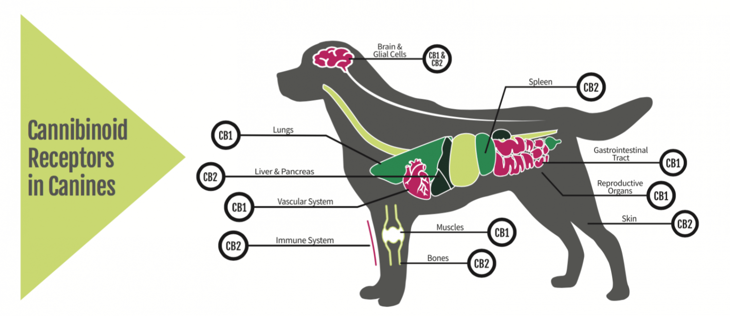 Cannabinoid Receptors