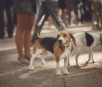 Braided Leash for Beagle