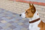 Leather Braided collar